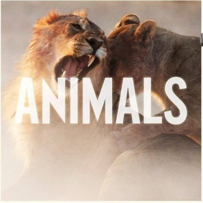 Animals