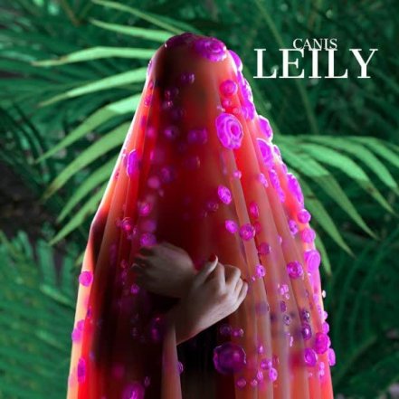 Leily